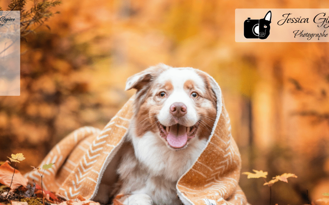 Site Web de photographie